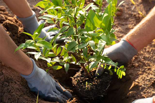 landscape-garden-designers